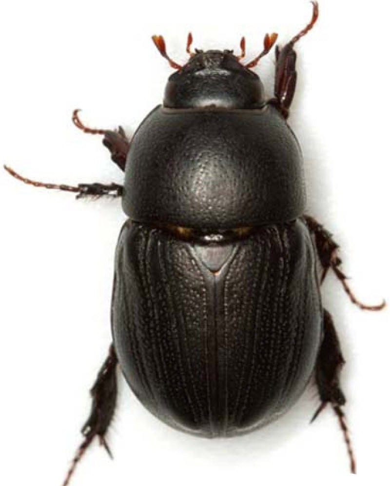 pest control management service in india,pest control management service in gorakhpur, cockroach control service, cockroach management service, Bed bug control service, bed bug management service, wood borer control service in gorakhpur, wood borer management service, mosquito control service, mosquito management service, rodent control service, rodent management service, home care India, pest management service in India, pest control India, home care pest control India,gorakhpur, pest treatment service India, pest treatment service