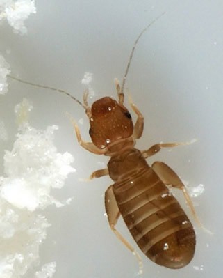 pest control management service in india,pest control management service in gorakhpur, cockroach control service, cockroach management service, Bed bug control service, bed bug management service, wood borer control service in gorakhpur, wood borer management service, mosquito control service, mosquito management service, rodent control service, rodent management service, home care India, pest management service in India, pest control India, home care pest control India,gorakhpur, pest treatment service India, pest treatment service