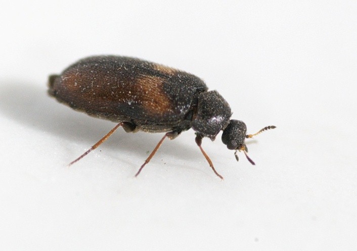 pest control management service in india,pest control management service in gorakhpur, cockroach control service, cockroach management service, Bed bug control service, bed bug management service, wood borer control service in gorakhpur, wood borer management service, mosquito control service, mosquito management service, rodent control service, rodent management service, home care India, pest management service in India, pest control India, home care pest control India,gorakhpur, pest treatment service India, pest treatment service